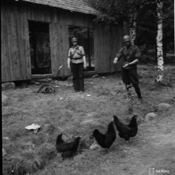 3 høns på Hanko fronten. Foto: SA-Kuva
